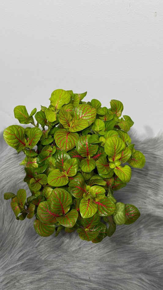 Fittonia 5