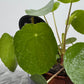 Pilea Sugar