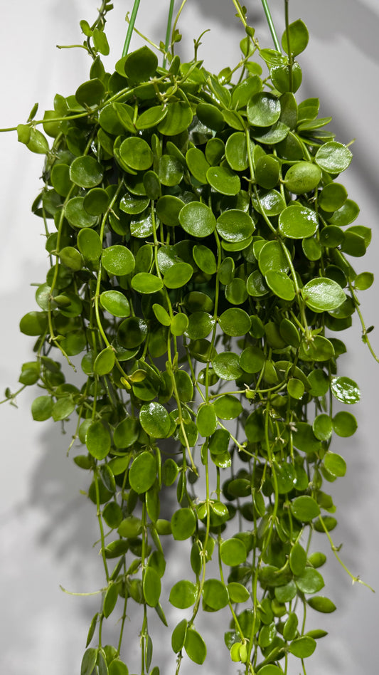 Dischidia Nummularia