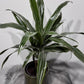 Dracaena Warneckei