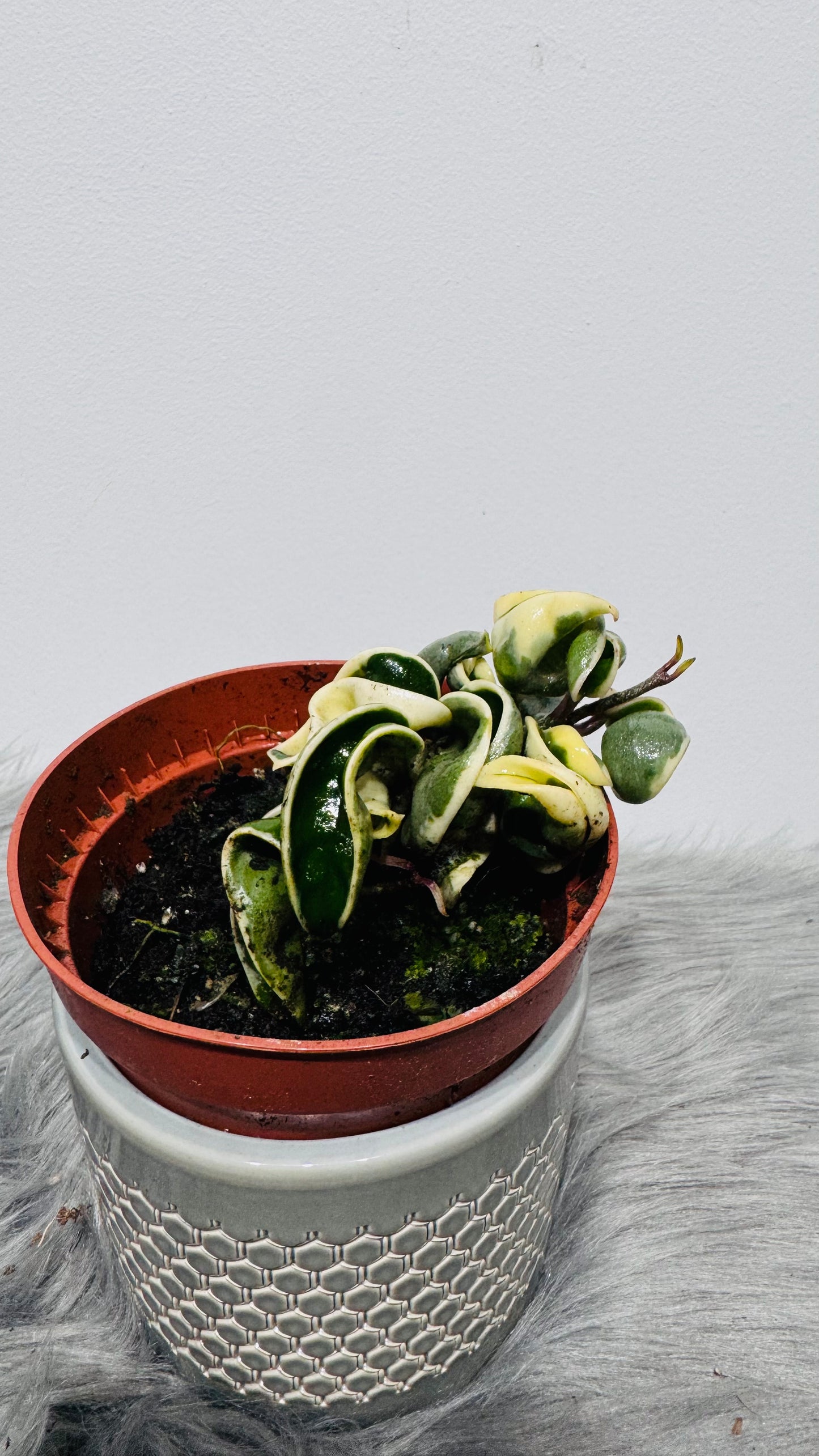 Hoya Compacta variegata
