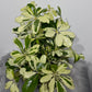 Schefflera 1