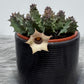Stapelia 4