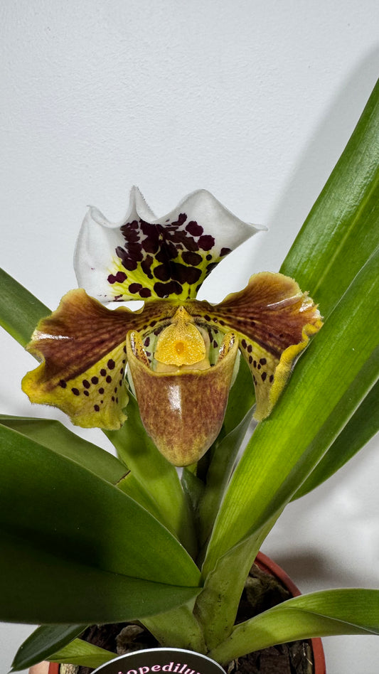 Orhideja Paphiopedilum Amerika 3