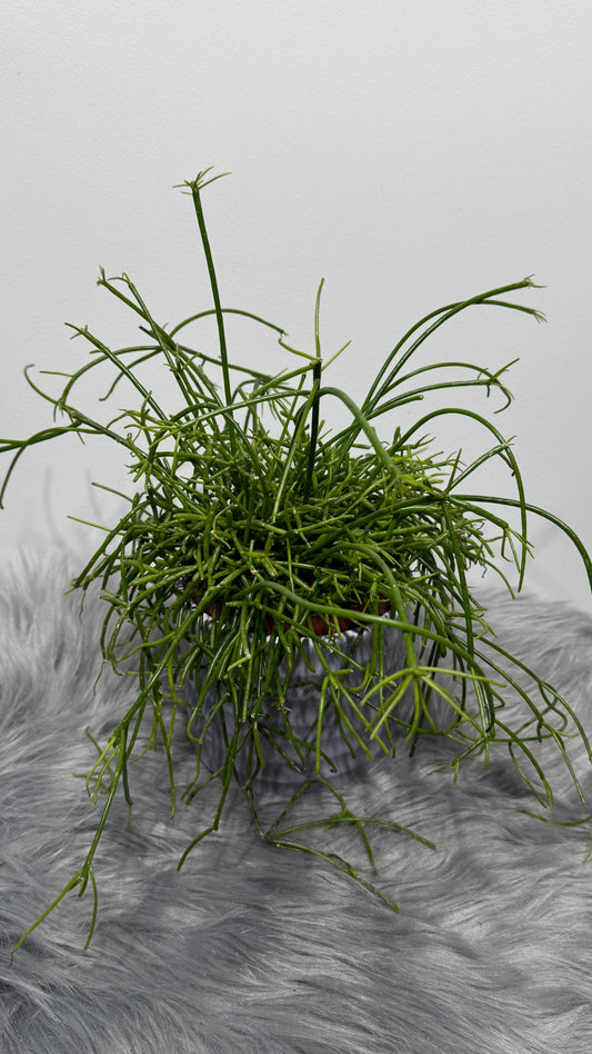 Rhipsalis 4