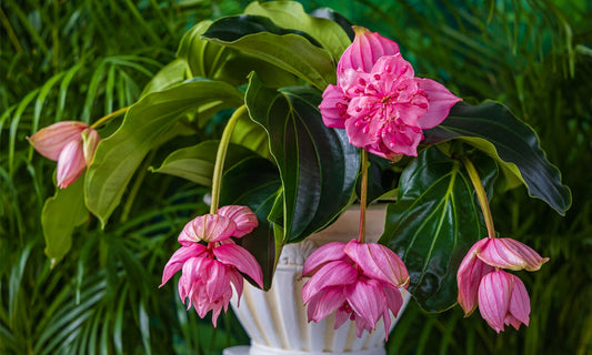 Medinilla Candy