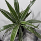 Dracaena Warneckei