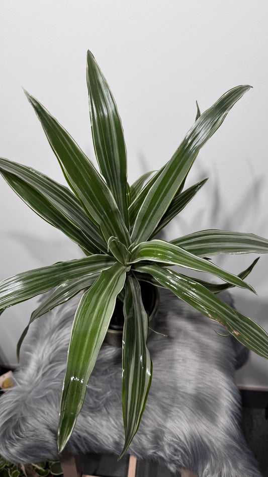 Dracaena Warneckei