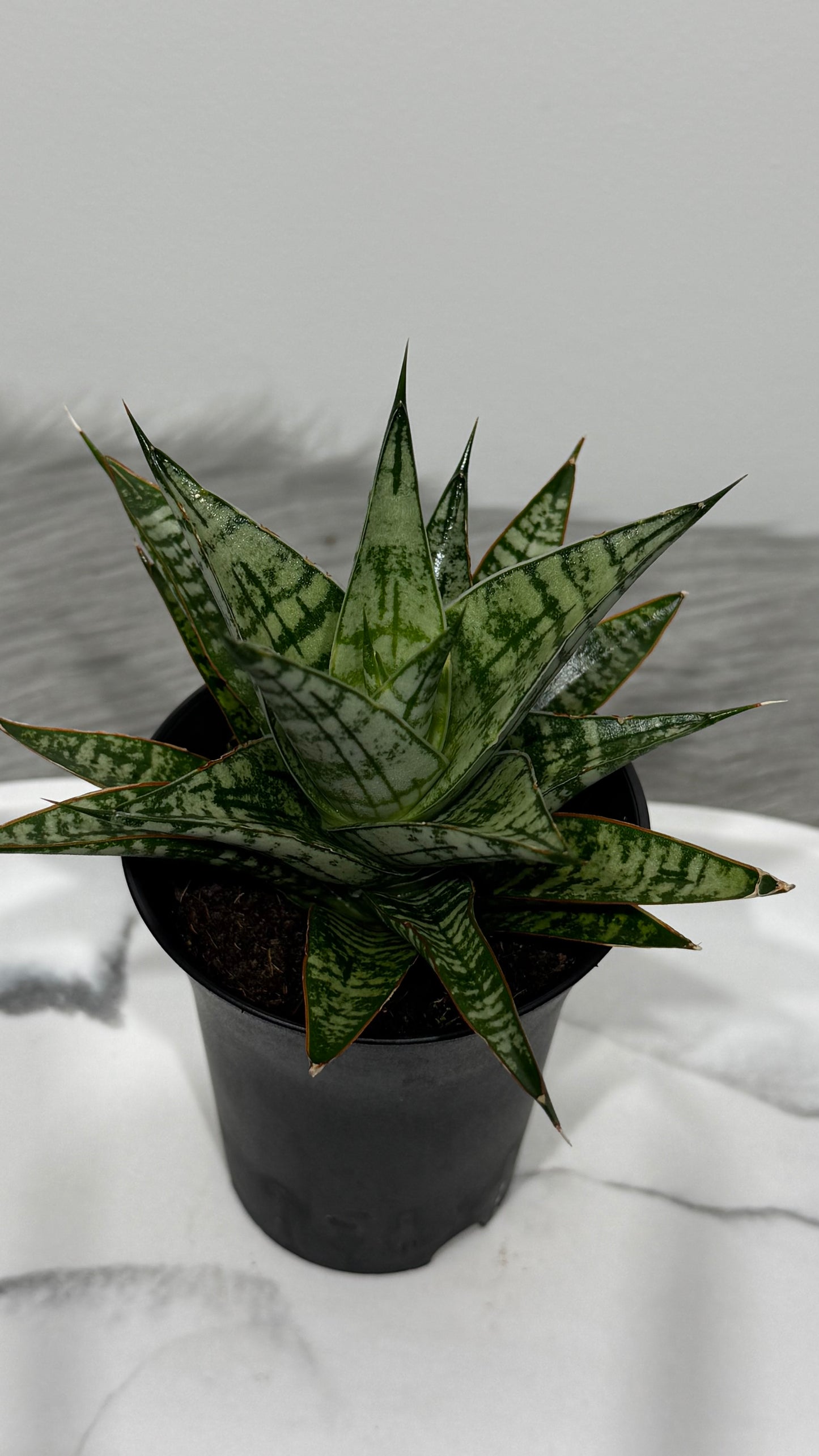 Sansevieria Comet Rocky Mountain