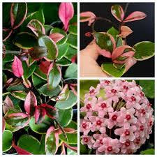 Hoya carnosa Flamingo dream