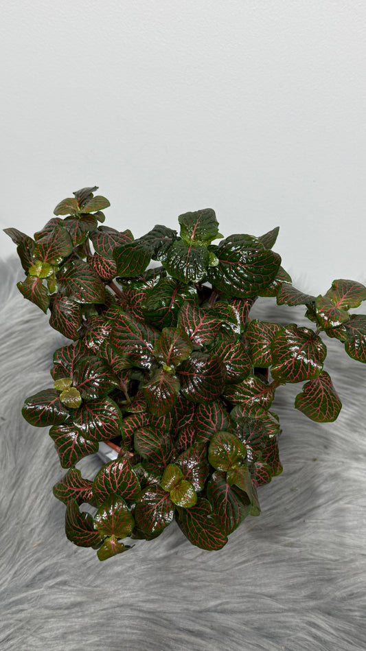 Fittonia 6