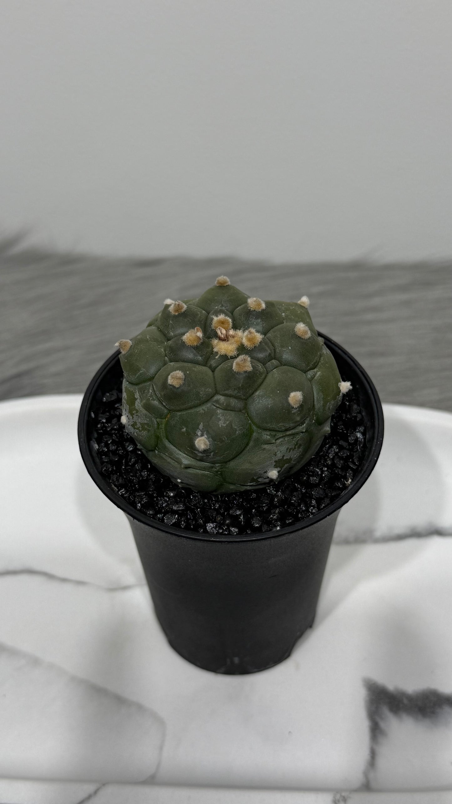 Astrophytum Asterias