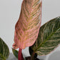 Philodendron Birkin Pink
