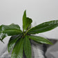 Philodendron Campii