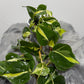 Philodendron Cream Splash