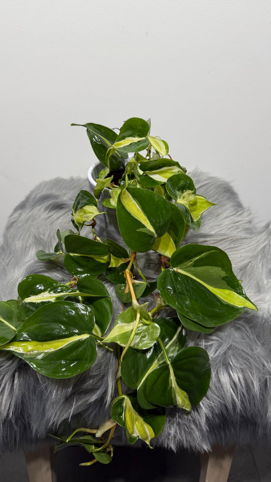 Philodendron Cream Splash