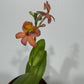 Orhideja Epidendrum 1 - www.augi-plants.lv