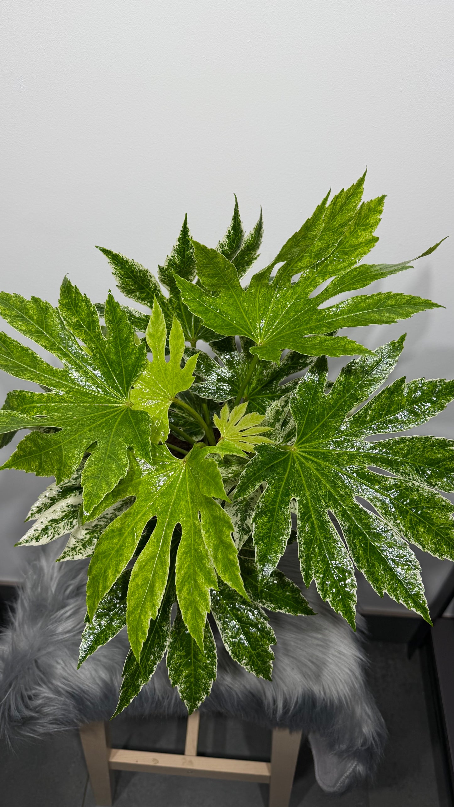 Aralia Variegata