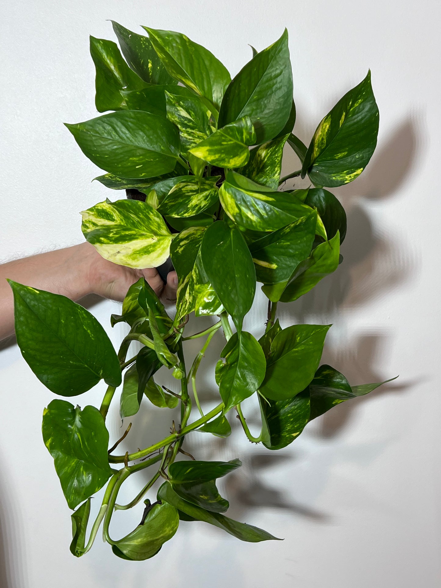 Epipremnum Gold