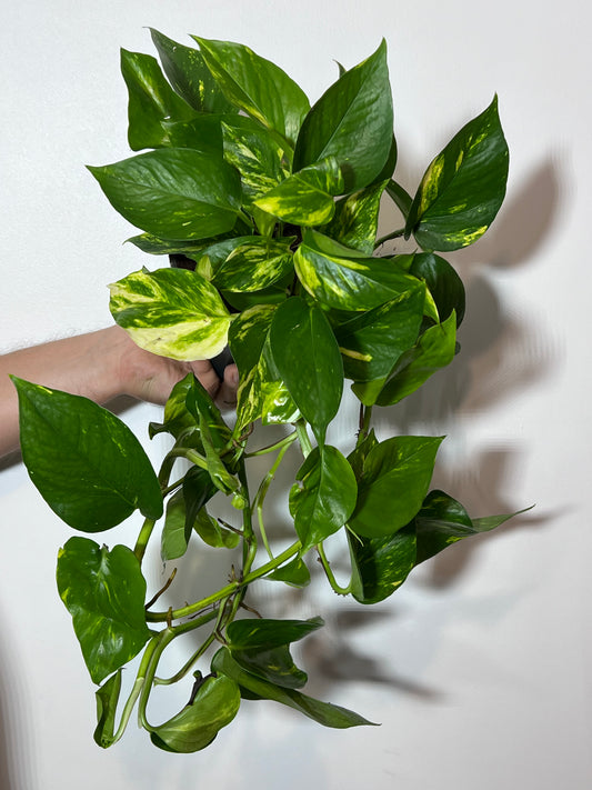 Epipremnum Gold