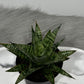 Sansevieria Comet Rocky Mountain