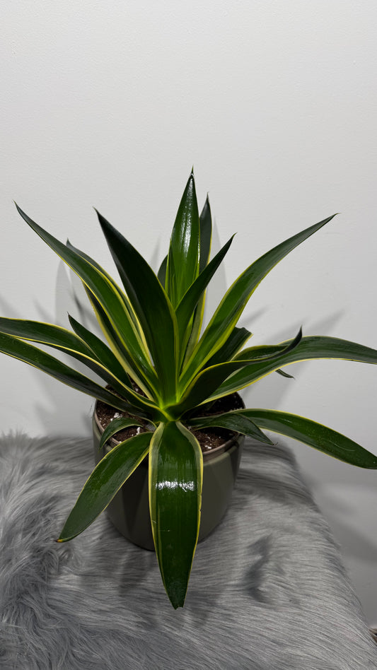 Agave Americana Desmentia variegata