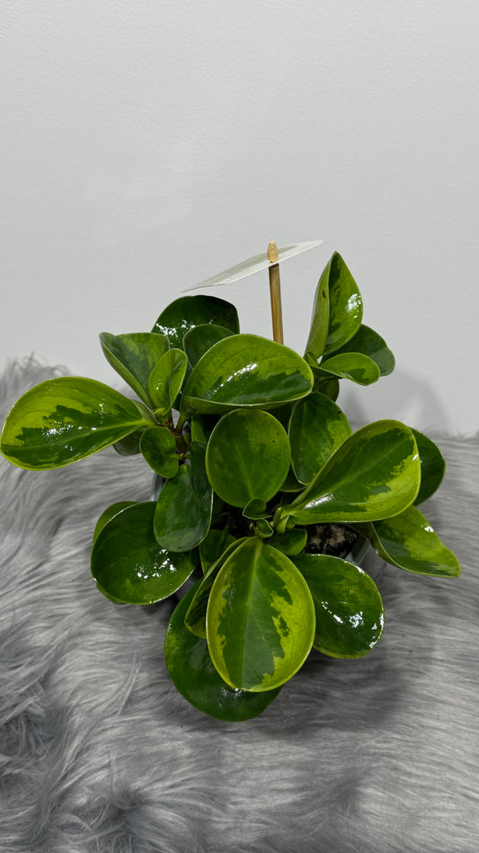 Peperomia Clock Buy