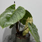 Philodendron sodiroi