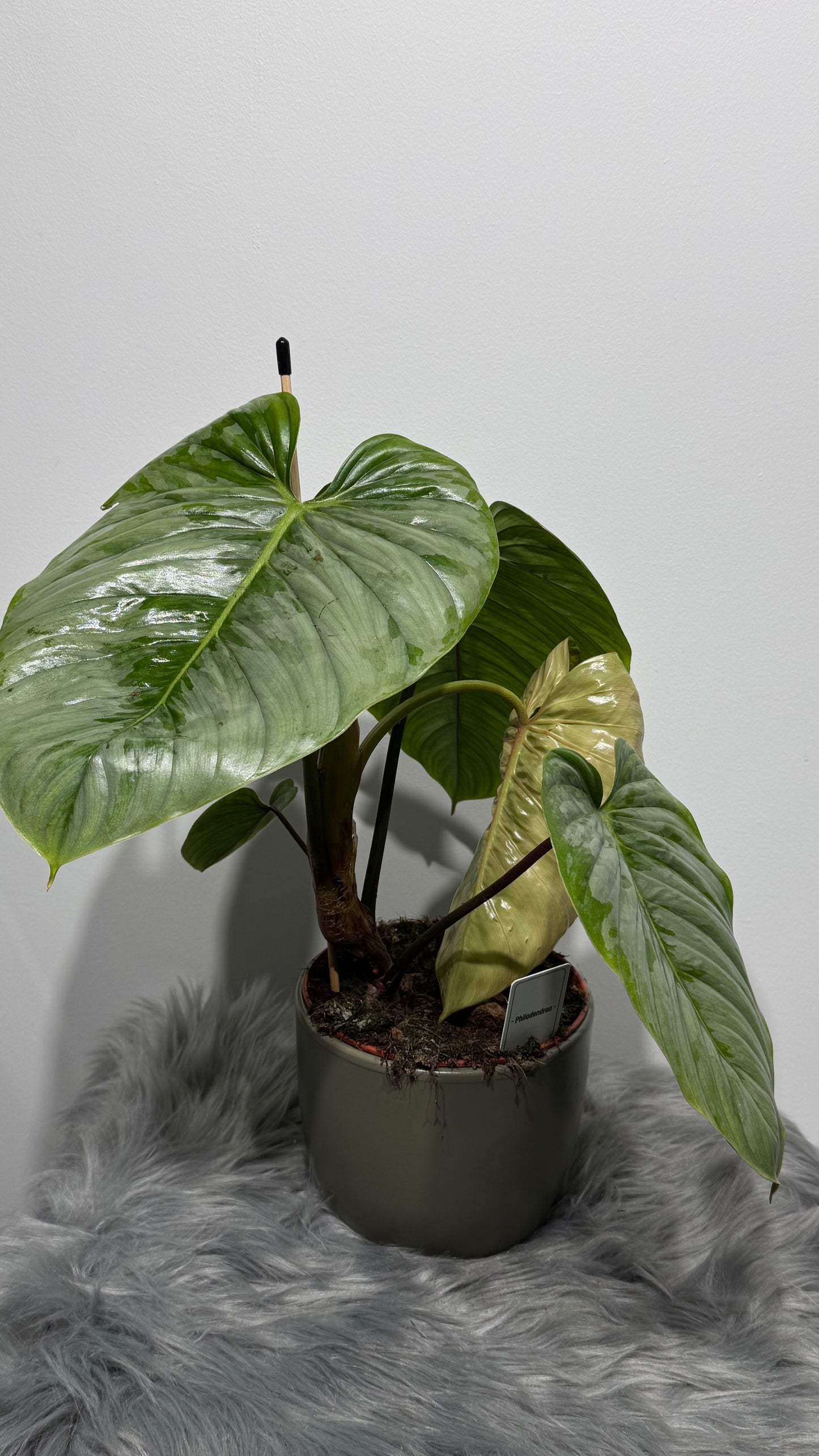 Philodendron sodiroi