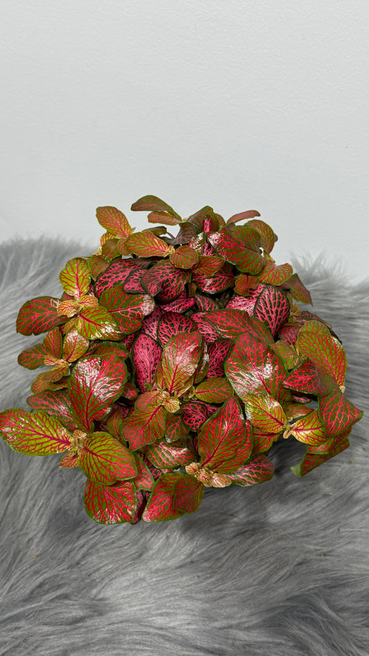 Fittonia 8
