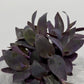 Tradescantia