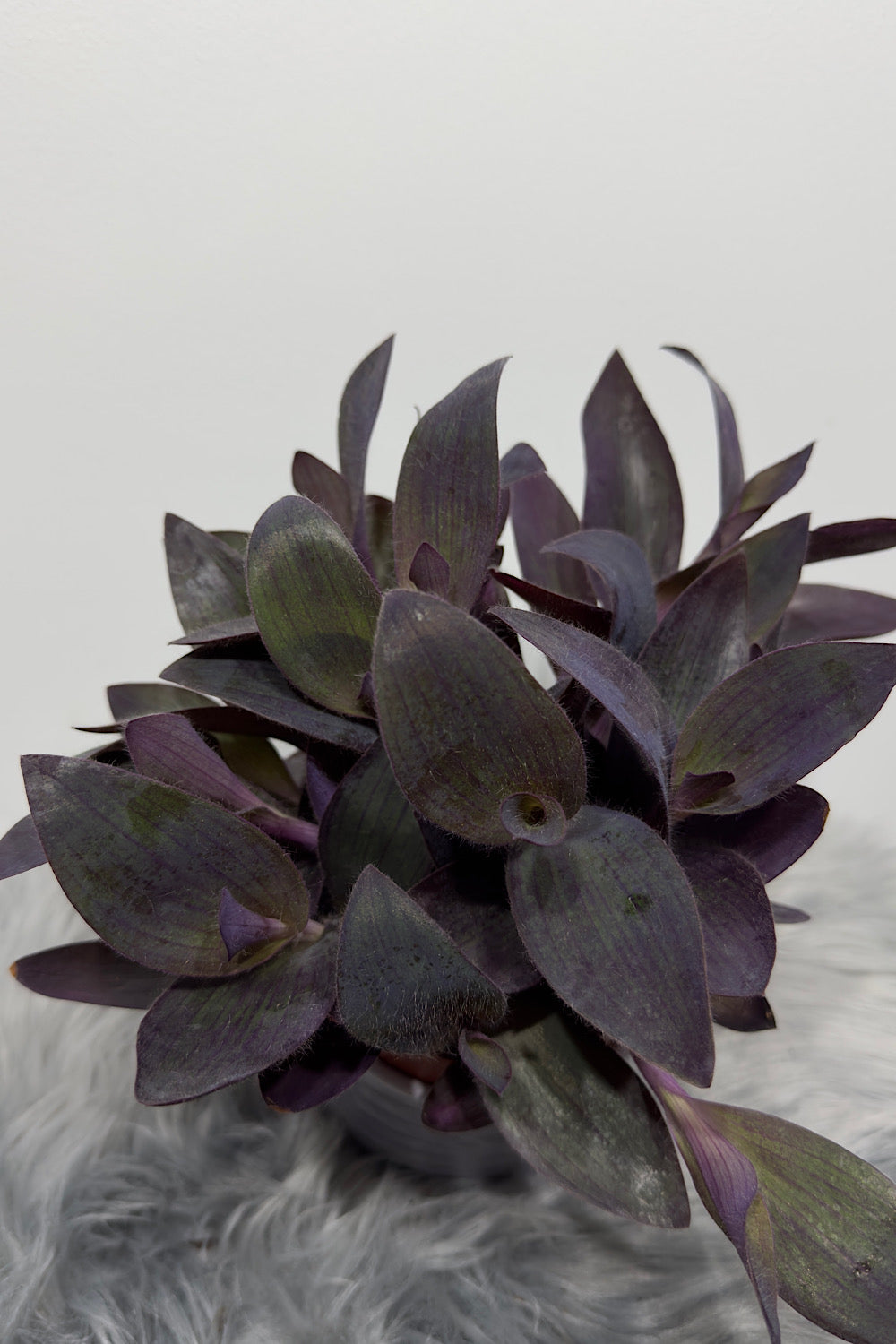 Tradescantia