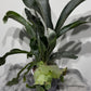 Platycerium Bifurcatum - www.augi-plants.lv