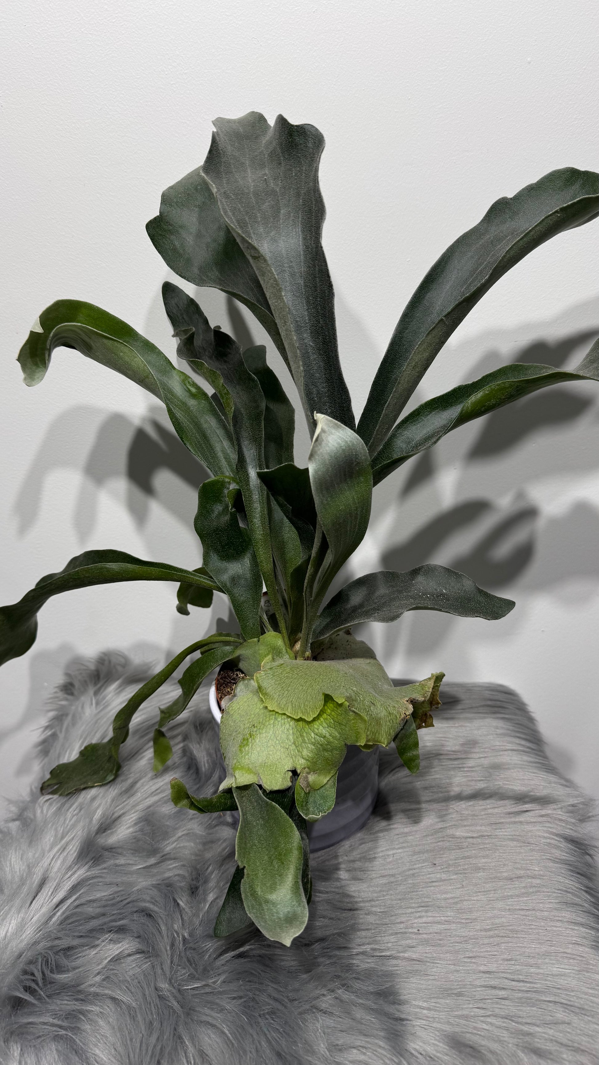 Platycerium Bifurcatum - www.augi-plants.lv