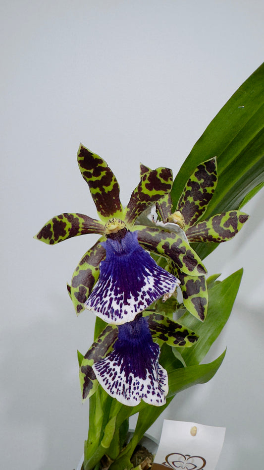 Orhideja Zygopetalum Louisendorf SMARŽO!