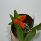Orhideja Epidendrum 4