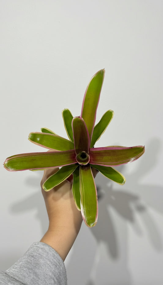 Nidularium Fire Ball Striped