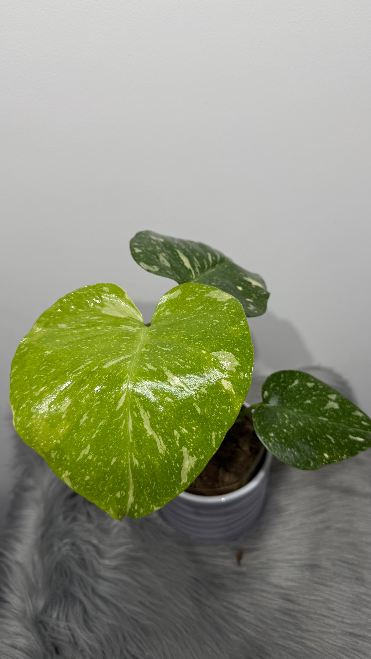 Monstera Thai Constellation