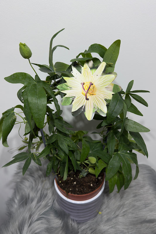 Passiflora 2