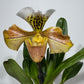 Orhideja Paphiopedilum Amerika 4