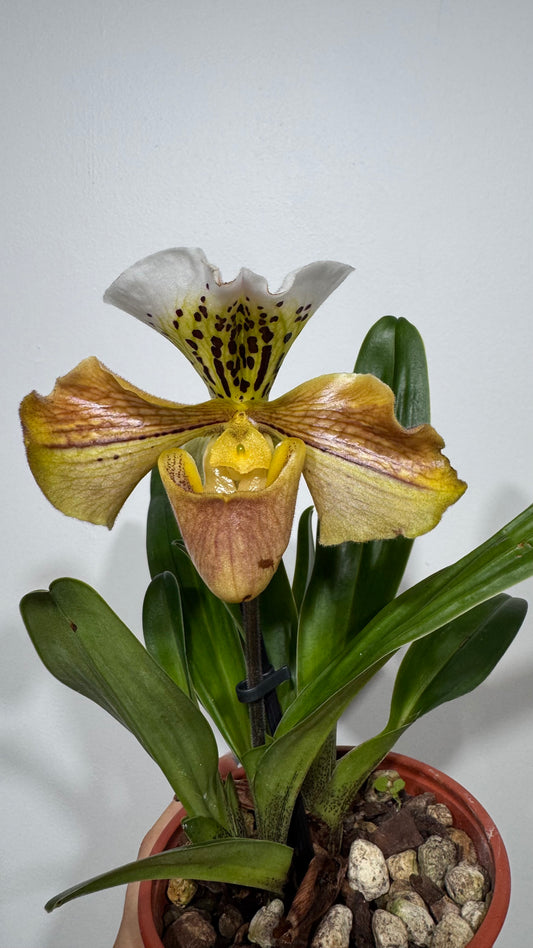 Orhideja Paphiopedilum Amerika 4