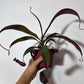 Mušķērājs Nepenthes Rebecca Soper