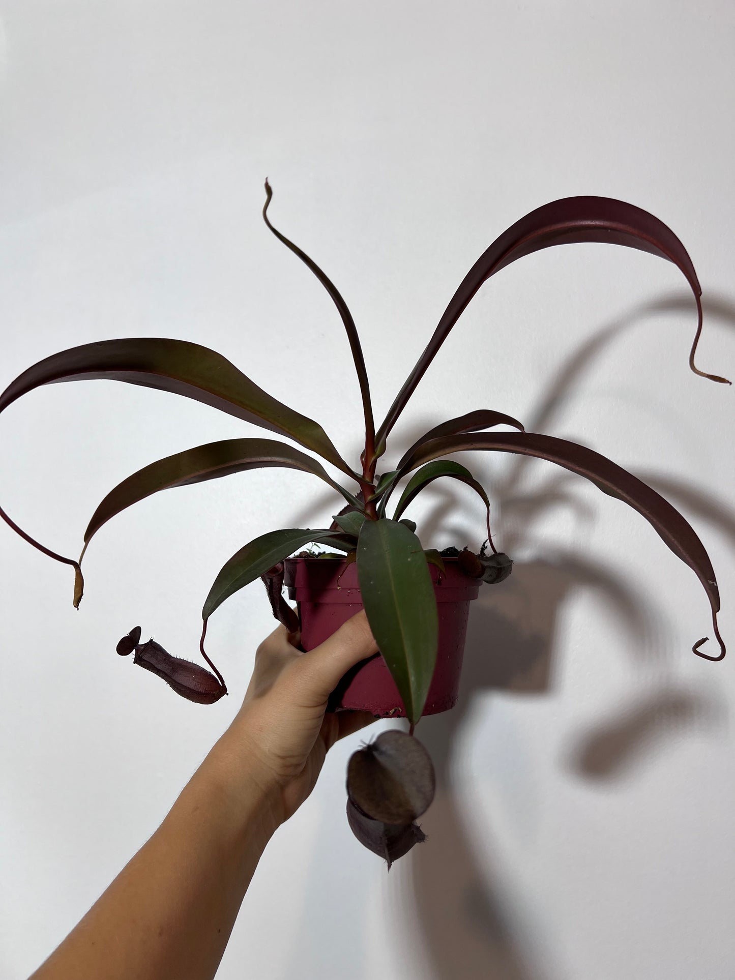 Mušķērājs Nepenthes Rebecca Soper