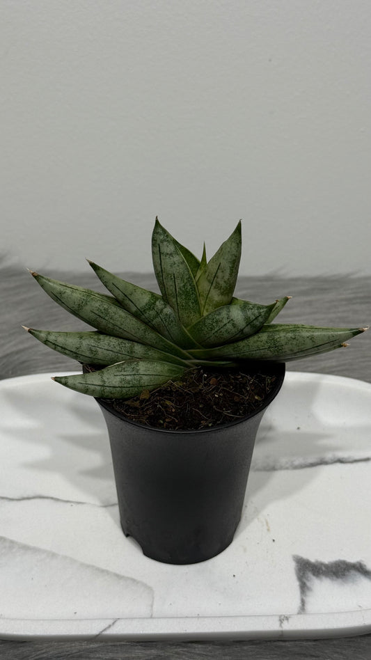 Sansevieria Inti Mini