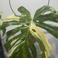 Monstera Thai Constellation 4