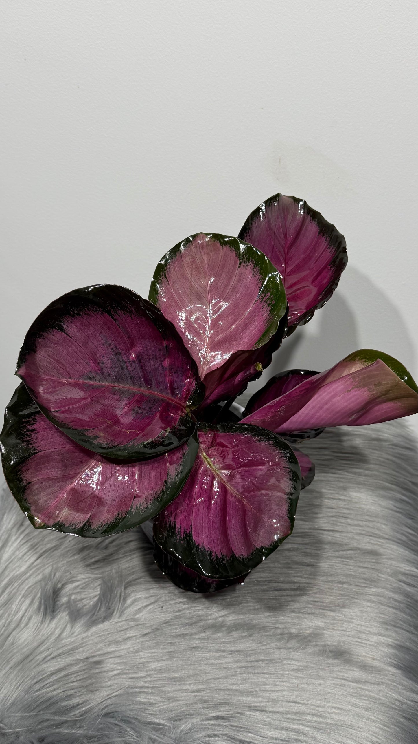 Calathea Roses Crimson