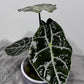 Alocasia Watsonia