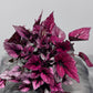 Begonia Beleaf 2