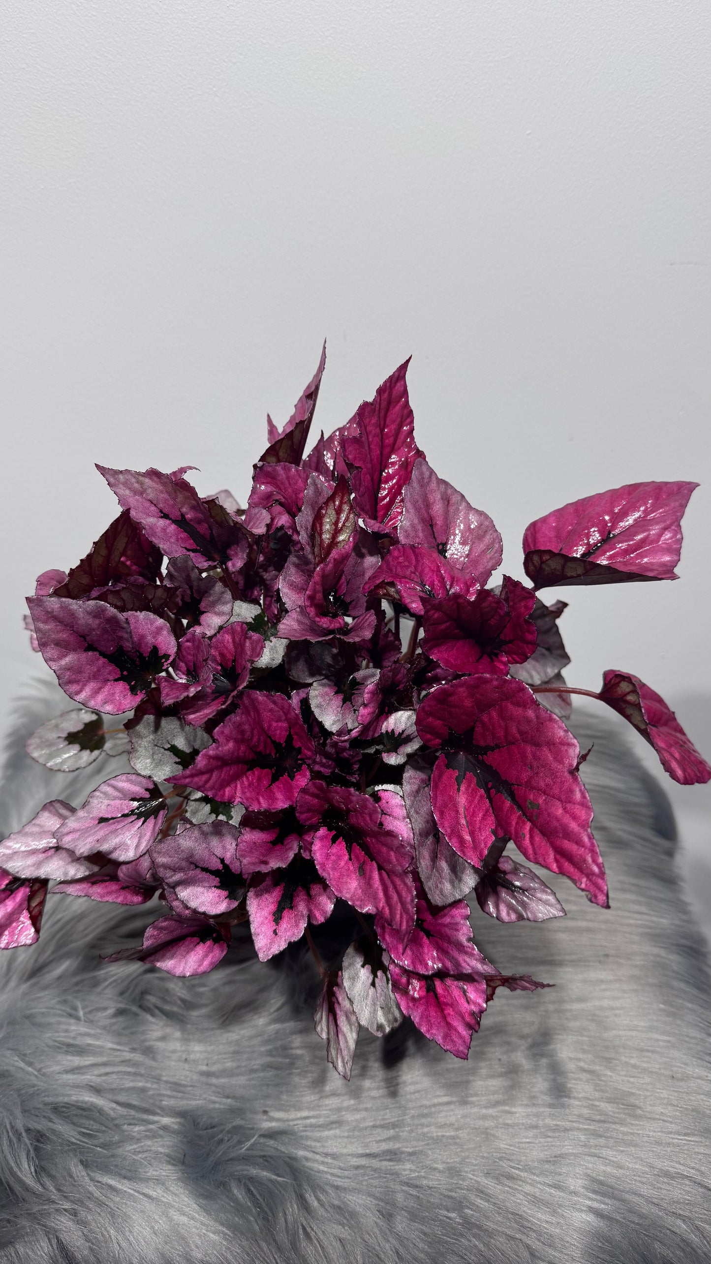 Begonia Beleaf 2