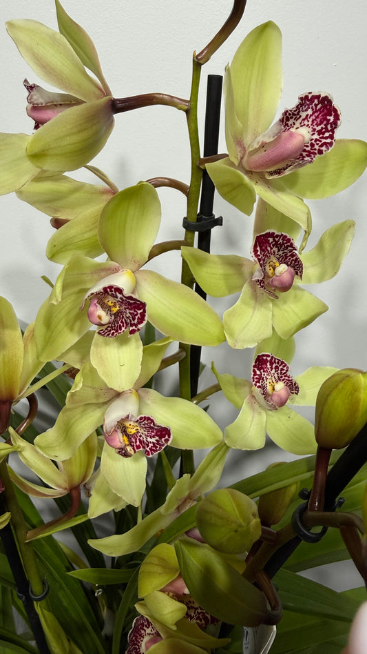 Cymbidium 4